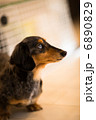 ミニチュアダックス 6890829