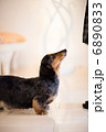 ミニチュアダックス 6890833