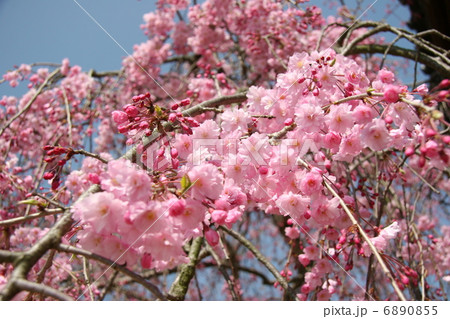 しだれ桜 6890855