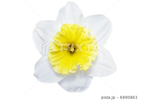 Beautiful spring single flower Beautiful spring single flower 6890863
