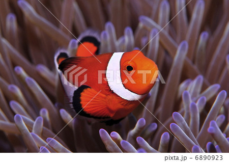 カクレクマノミ 6890923