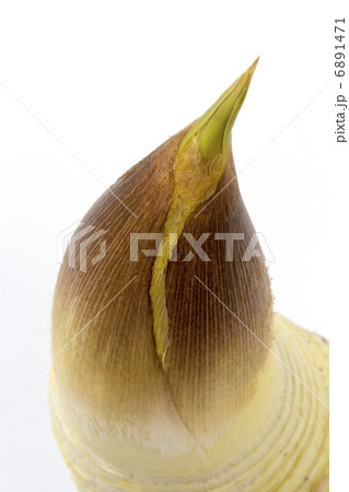 たけのこ 6891471