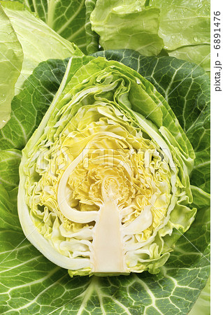 春キャベツ 6891476
