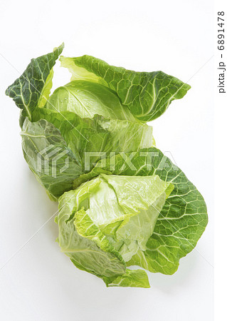 春キャベツ 6891478