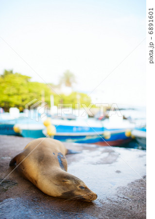 Sea lion in town Sea lion in town 6891601