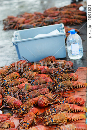 Lobster season Lobster season 6891621