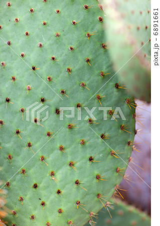 Cactus macro 6891661