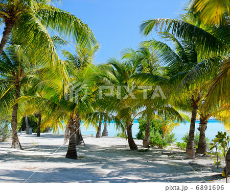 Palm trees at beach Palm trees at beach 6891696
