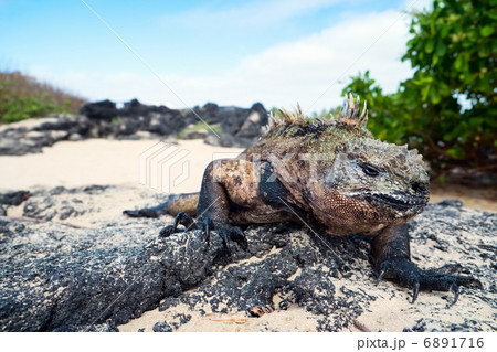 Male marine iguana Male marine iguana 6891716