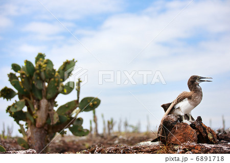 Blue footed booby chick Blue footed booby chick 6891718