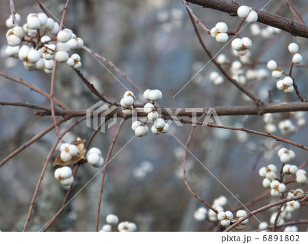 ナンキンハゼ 6891802