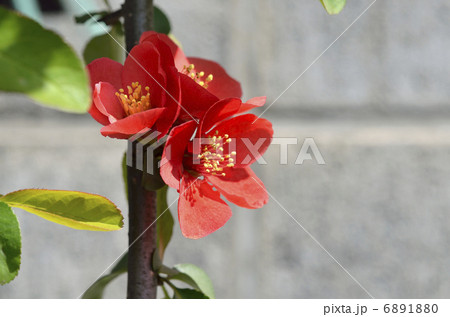 ボケ(木瓜) ボケ(木瓜) 6891880