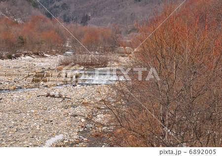 芽吹き前 6892005