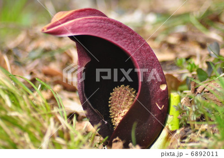 ざぜん草 ざぜん草 6892011