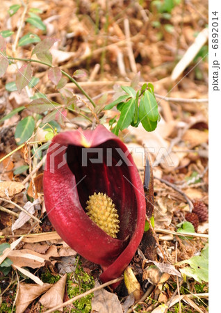 ざぜん草 6892014