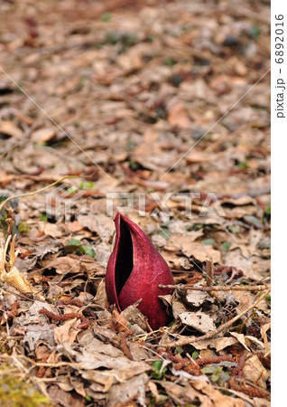 ざぜん草 ざぜん草 6892016