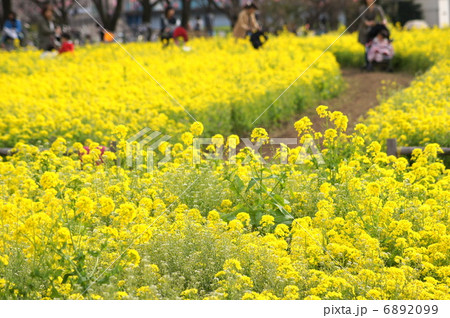 菜の花畑のお散歩(黒目川花まつり) 菜の花畑のお散歩(黒目川花まつり) 6892099