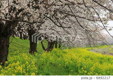 吉見　さくら堤公園　染井吉野と菜の花－飯島新田にて 6892217