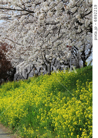 吉見 さくら堤公園 染井吉野と菜の花-飯島新田にて 吉見 さくら堤公園 染井吉野と菜の花-飯島新田にて 6892219