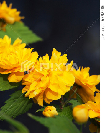 ヤエヤマブキ ヤエヤマブキ 6892286