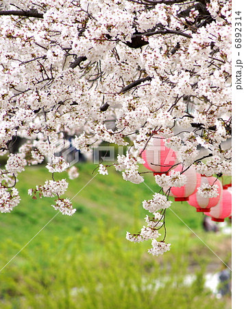 桜並木（黒目川花まつり） 6892314