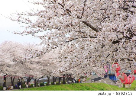 桜並木 黒目川花まつり の写真素材