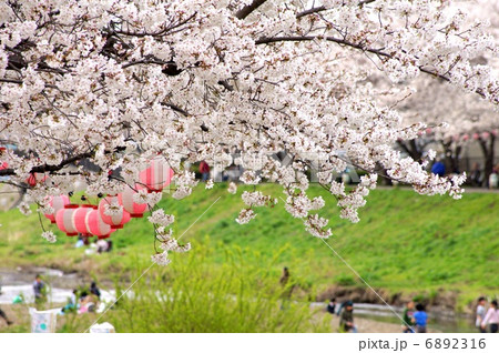 桜並木 黒目川花まつり の写真素材