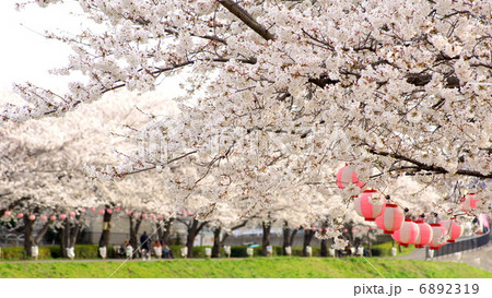 16 9 桜並木 黒目川花まつり の写真素材