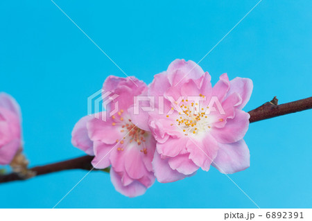 桃の花 桃の花 6892391