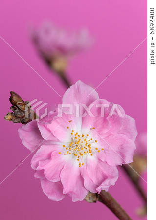 桃の花 6892400
