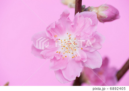 桃の花 6892405