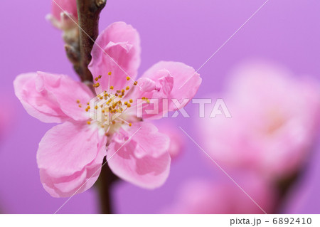 桃の花 6892410