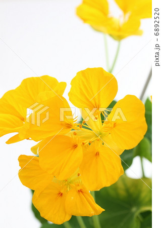 ナスタチウム ナスタチウム 6892520