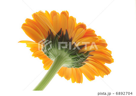 キンセンカ 6892704