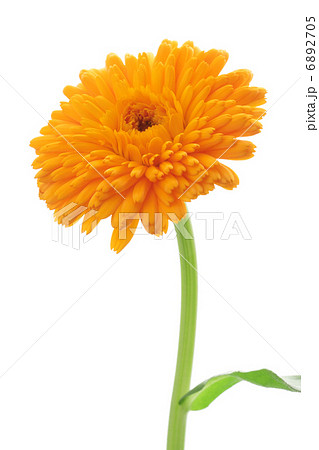 キンセンカ 6892705