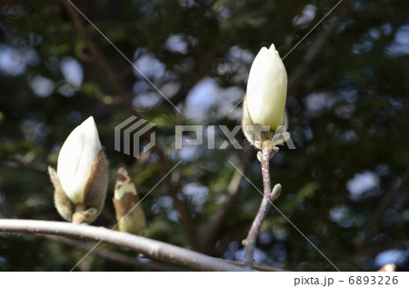 ハクモクレンの蕾 3月 の写真素材