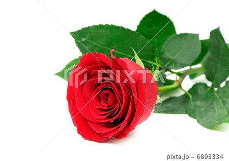 red rose 6893334