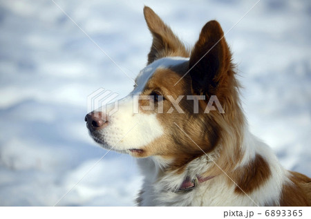 犬の横顔 犬の横顔 6893365