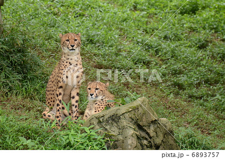 チーター_60 チーター_60 6893757