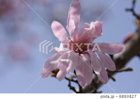 ヒメコブシの花　 6893827