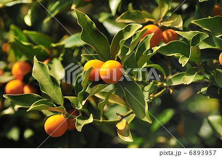 キンカン 6893957