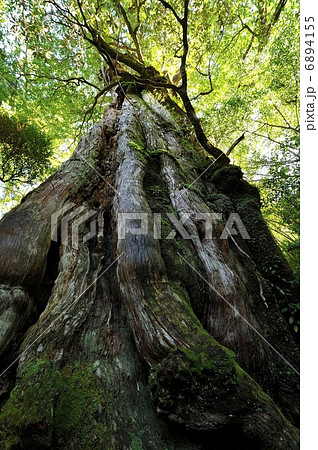 紀元杉 紀元杉 6894155