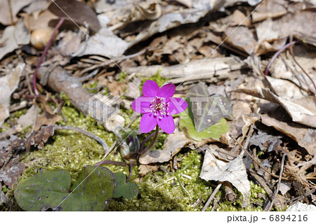 赤紫色の一輪の雪割草の花 6894216