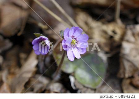 紫色の二輪の雪割草の花 6894223