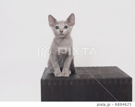 箱に乗ったロシアンブルーの子猫 6894625
