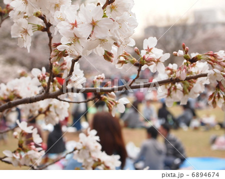花見 6894674