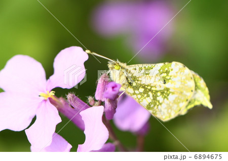 ツマキチョウ♀ 6894675