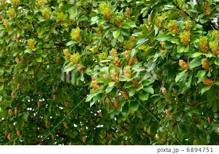 樹木・タブノキ　クスノキ科 6894751