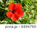 ハイビスカス 6894760