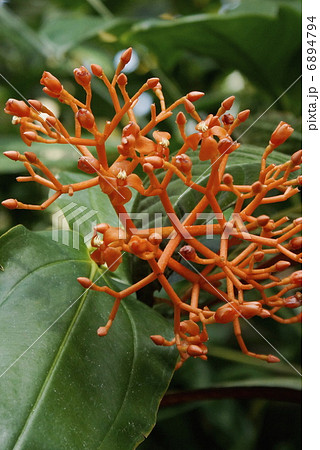 ホテイカズラ サトイモ科 ホテイカズラ サトイモ科 6894794